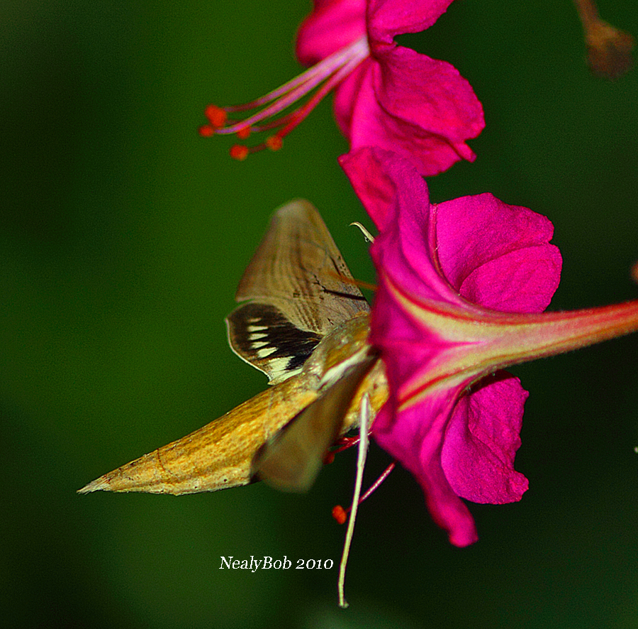 Hummingbird Moth