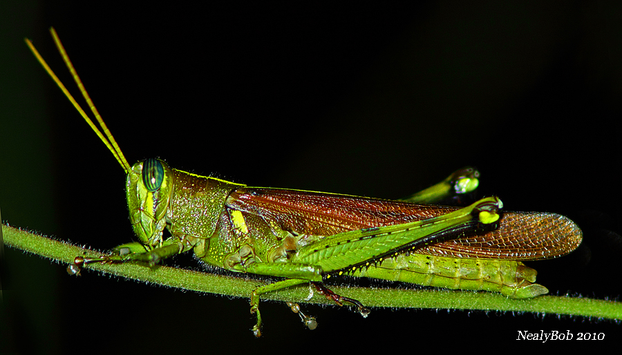 GrassHopper August 12