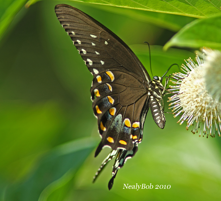 Spicebush Swallowtail August 21
