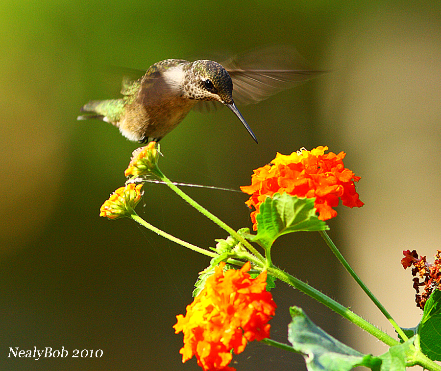 Hummer October 20