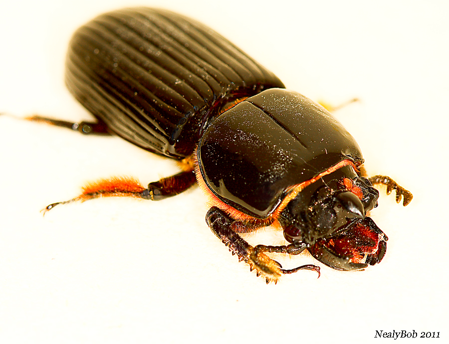 Wood Beatle March 1