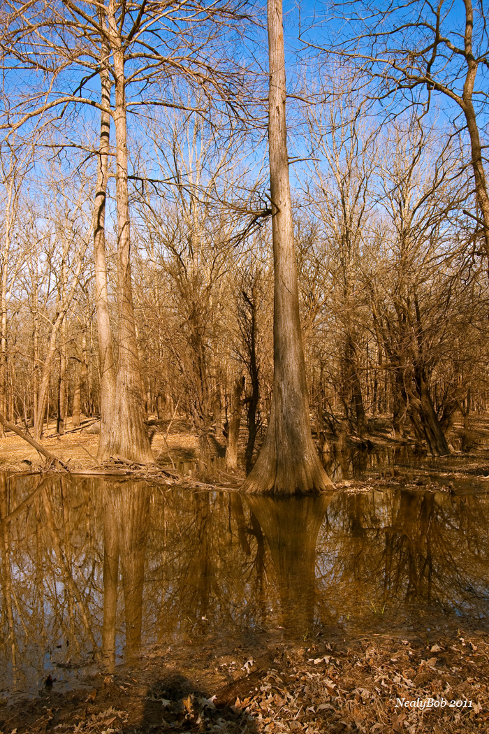 Beaver Dam