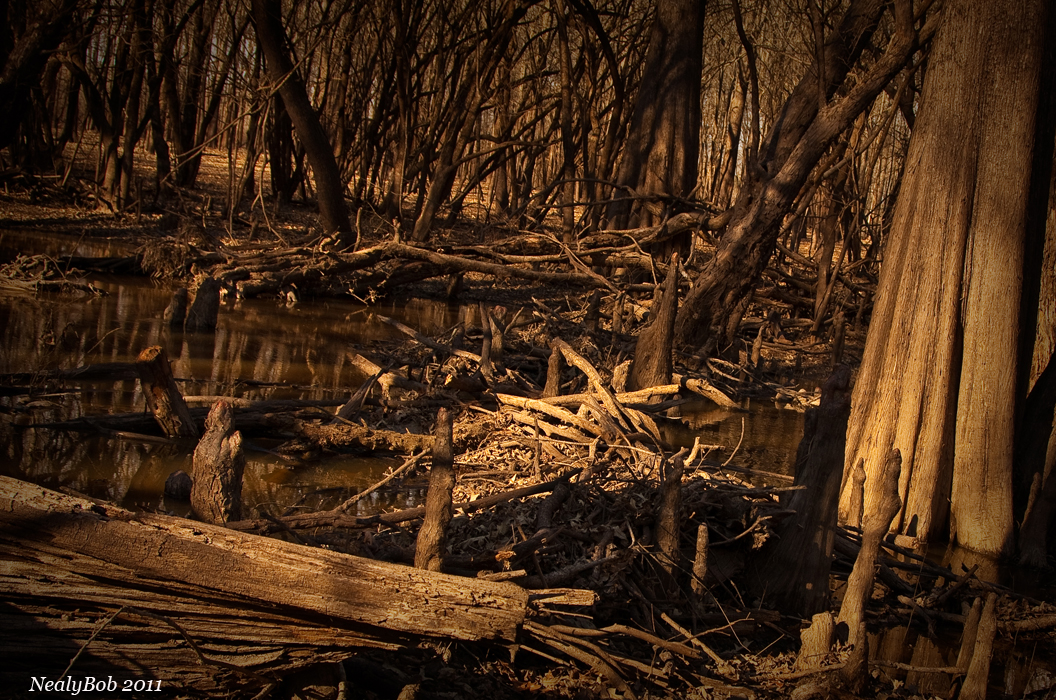 Beaver Dam March 17