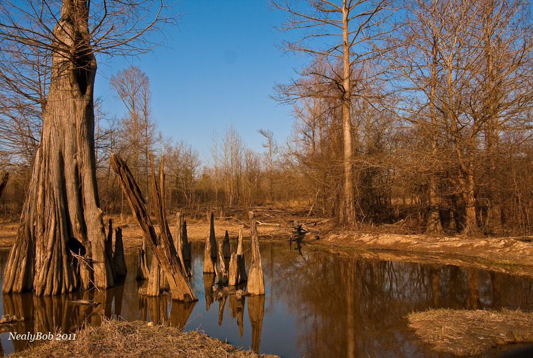Old Cypress March 18