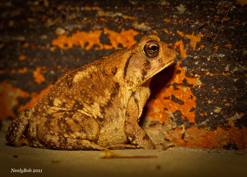 Fat Little Toad March 19