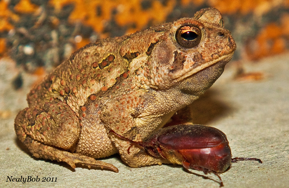 Toad March 28