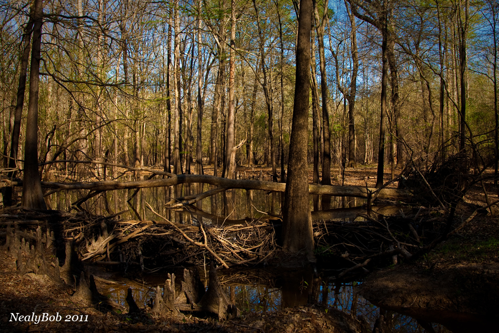 Beaver Dam April 7
