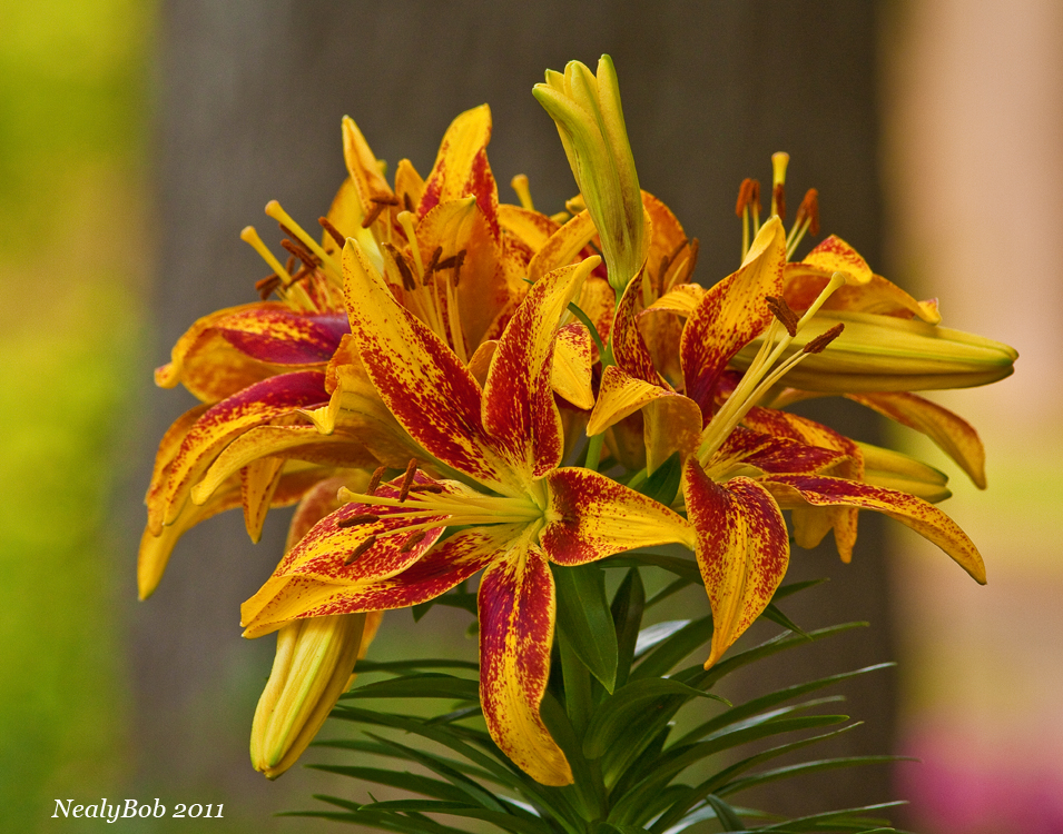 Asiatic Lily April 9