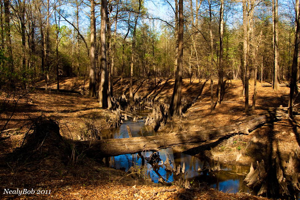 Cypress Creek April 10