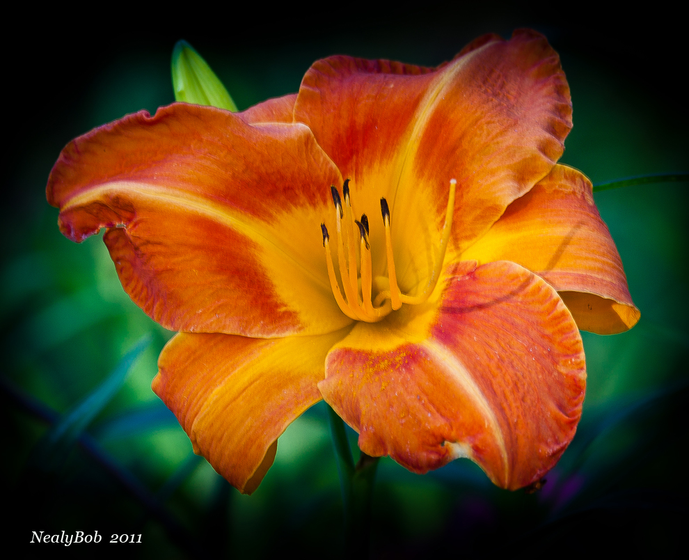 Day Lily May 28