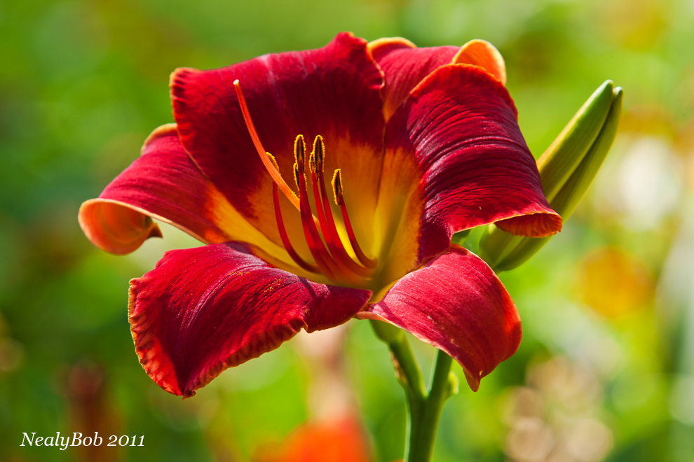 Day Lily June 10