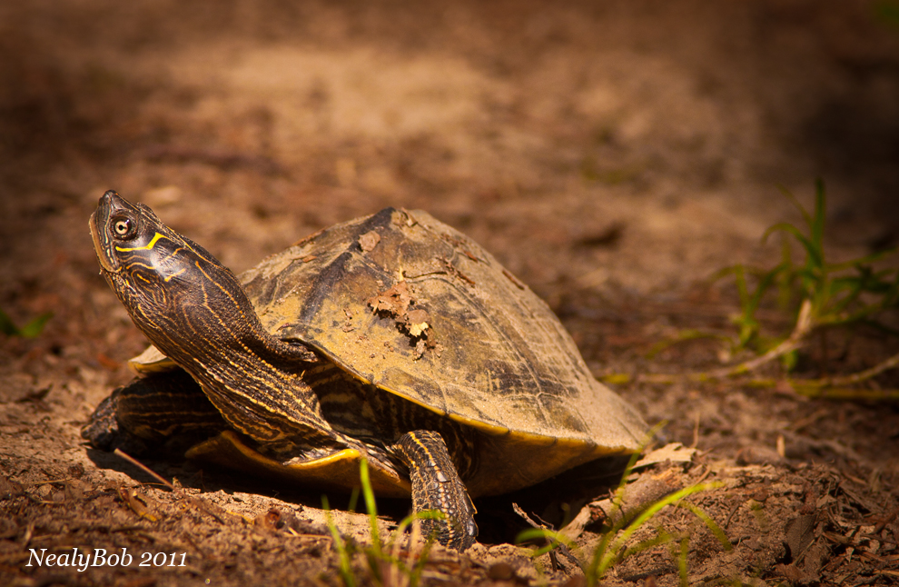 Turtle
