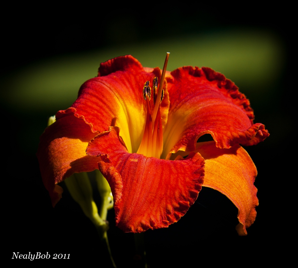 Day Lily June 12