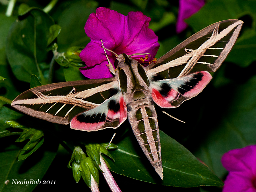 HummingBird Moth September 5