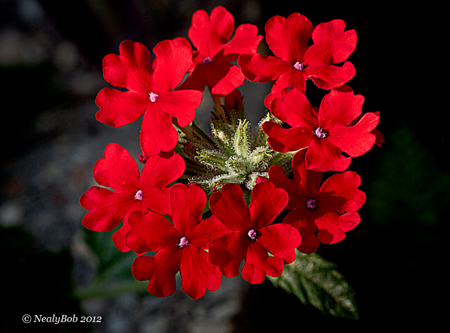 Verbena September 22