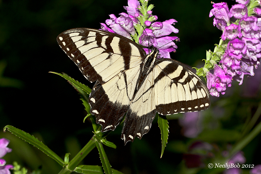 Butterfly October 2