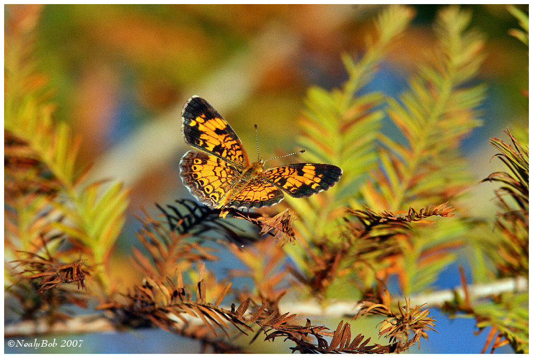 Butterfly October 20 *