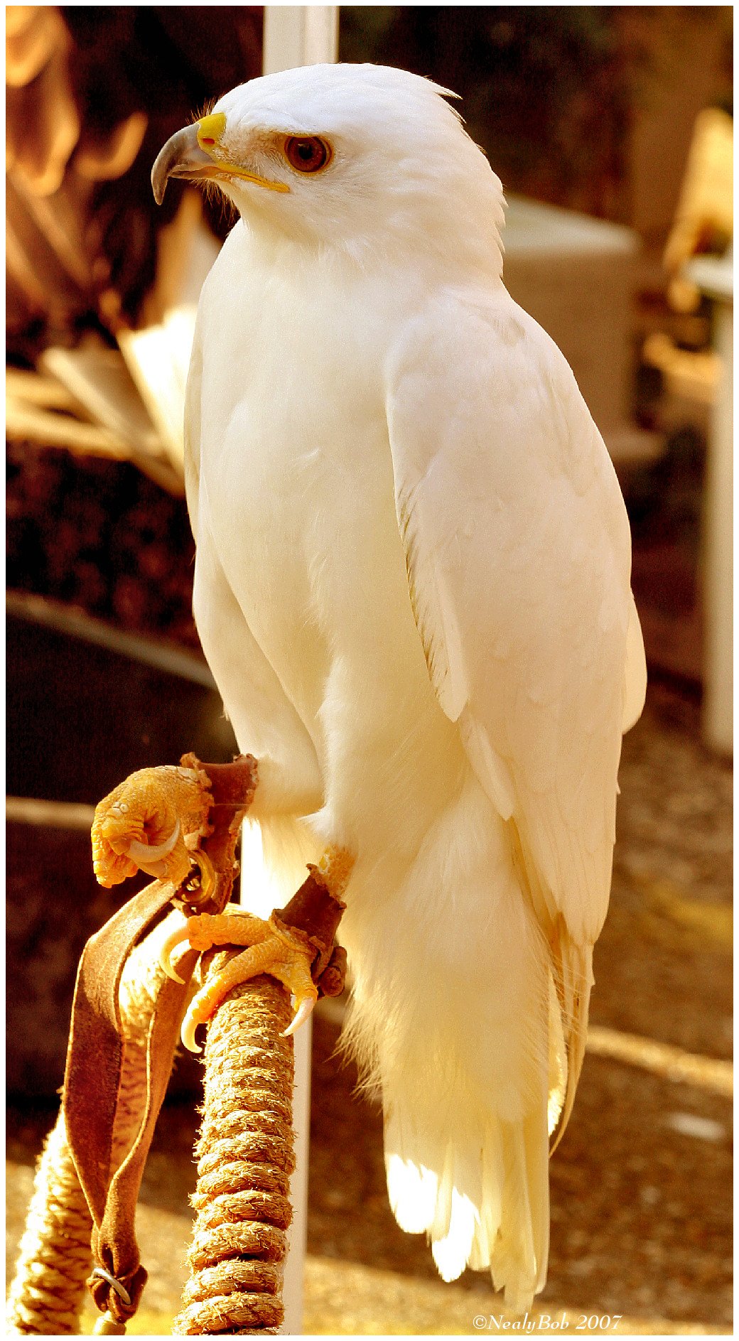 Red-Tailed Hawk