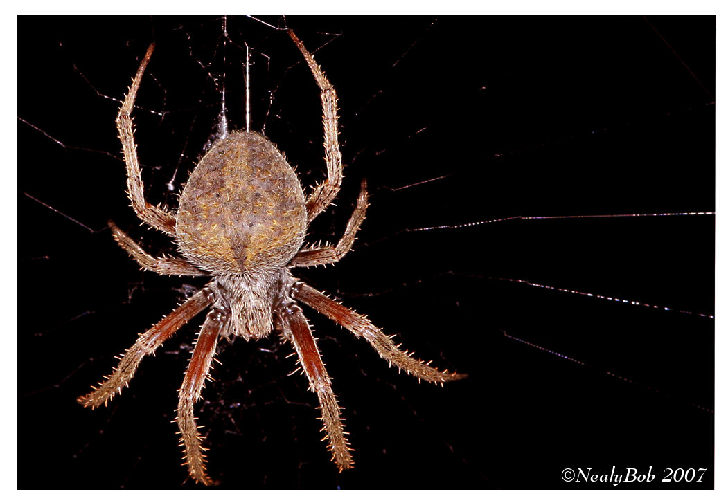 Spider
