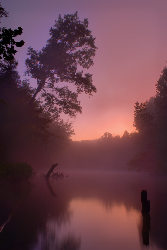 Pink Mist
