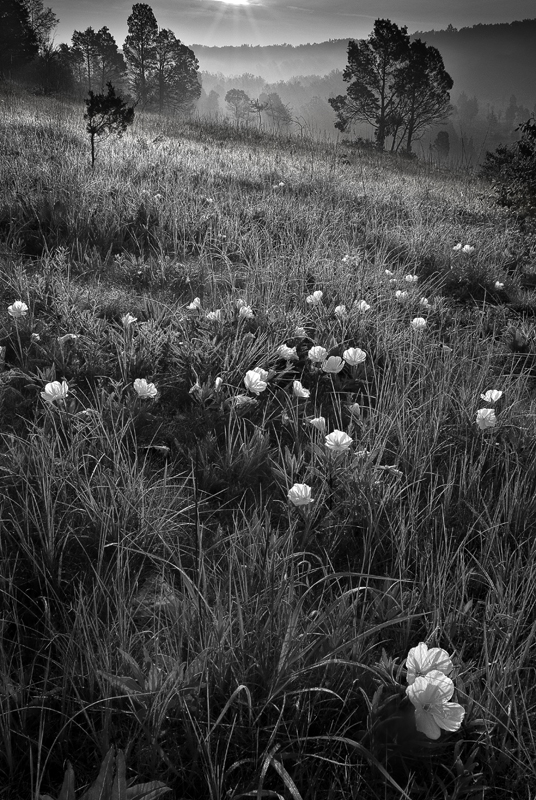 Missouri Evening Primroses