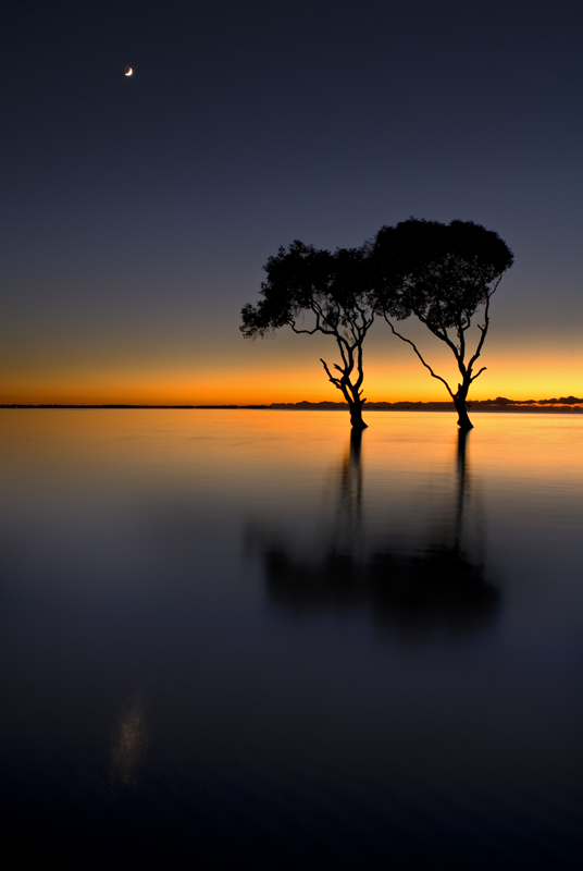 Mangrove trees