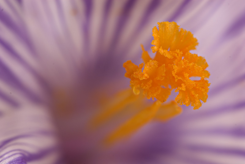 Crocus