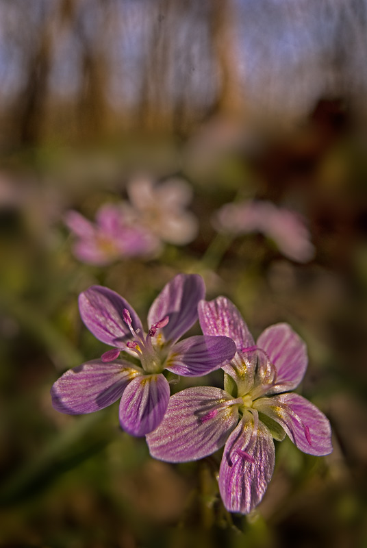 Spring Beauty