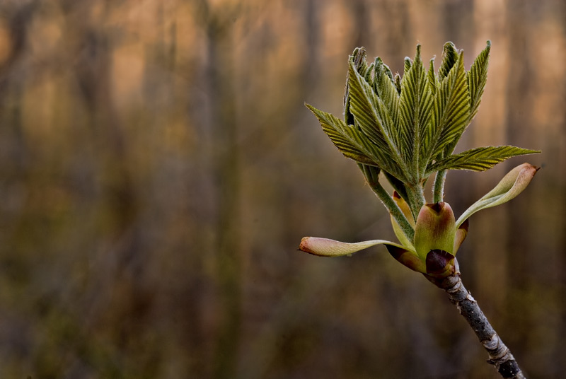 First Leaves