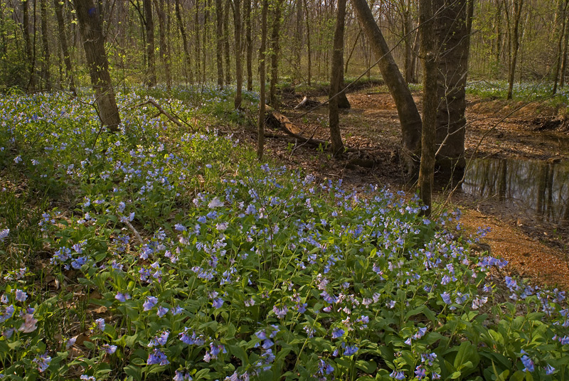 Bluebells