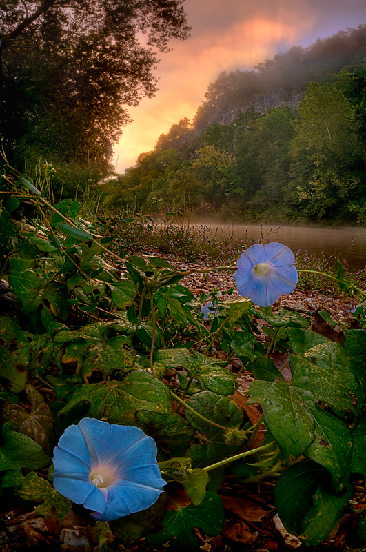 Morning Glory
