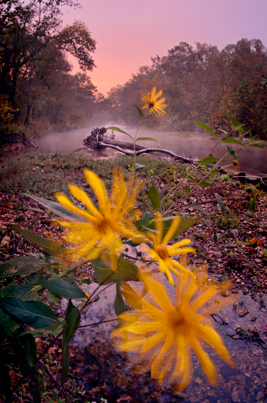 Restless Sunflowers waiting for the dawn