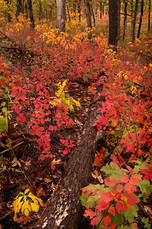 Sassafras and Sumac