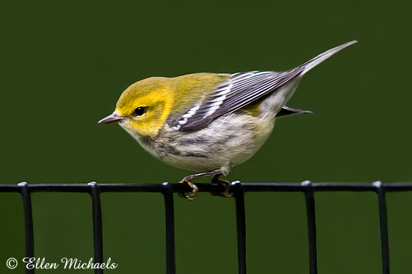 Black-throated Green Warbler