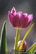Spring Gala.jpg