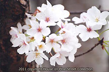 Oriental Splendor - Cherry Blossoms.jpg