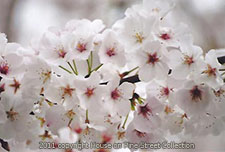 Oriental Friendship - Cherry Blossoms.jpg