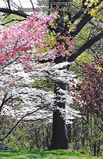 Haven Trail.jpg