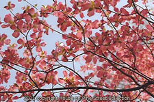 Imagine - Pink Dogwood.jpg