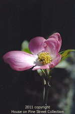 Faith - Pink Dogwood.jpg