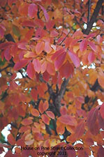 Rustic Fall.jpg