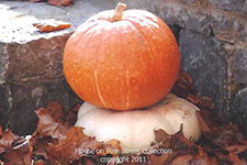 Autumn Scene.jpg