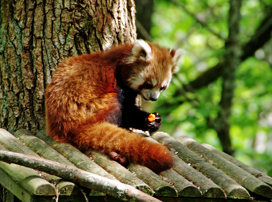 Little Panda