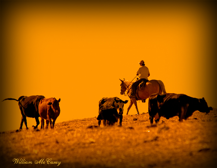 Cowgirl Herding