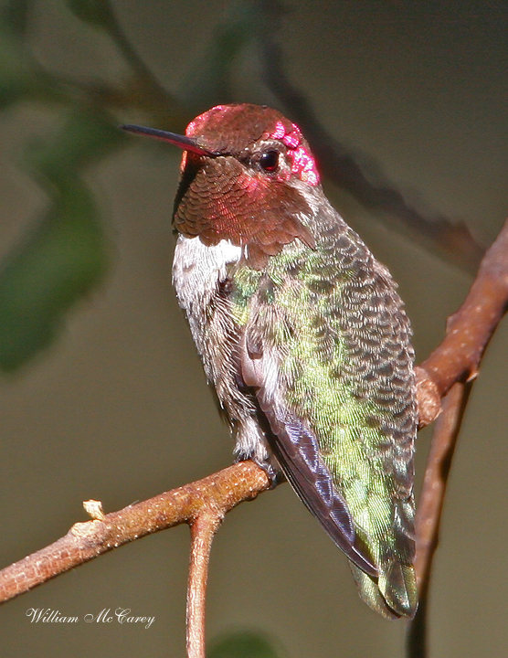 Anna's Hummingbird in full color