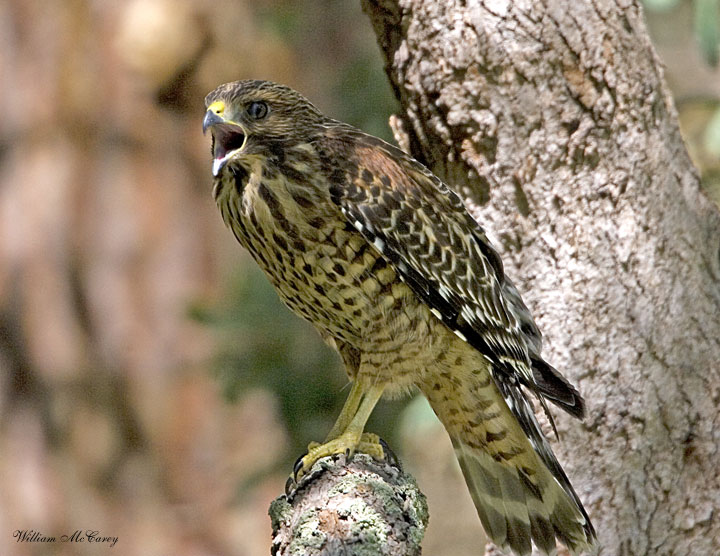 Juvenile Red-shouldered Hawk screaming