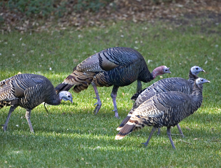 Tom and the Hens