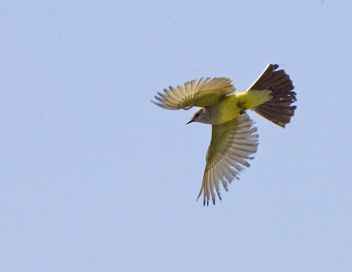 Western Kingbird in flight