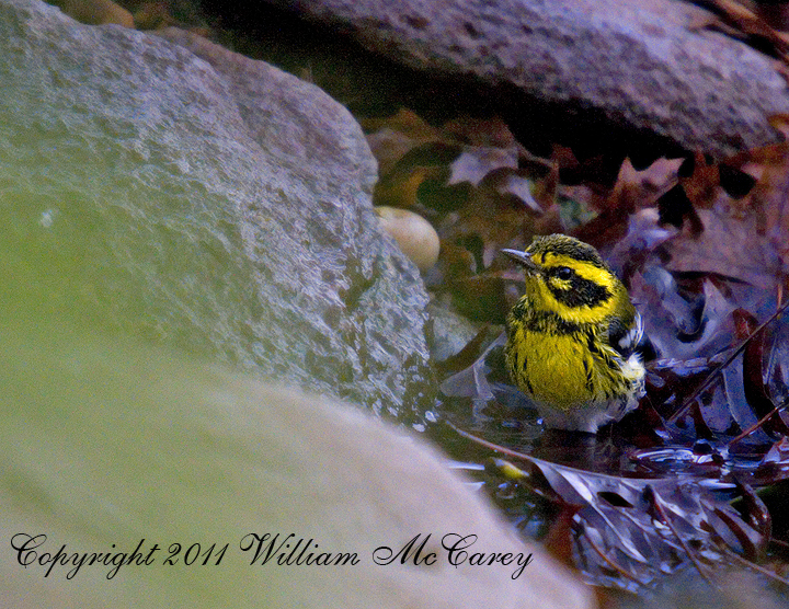 Townsend's Warbler in the creek