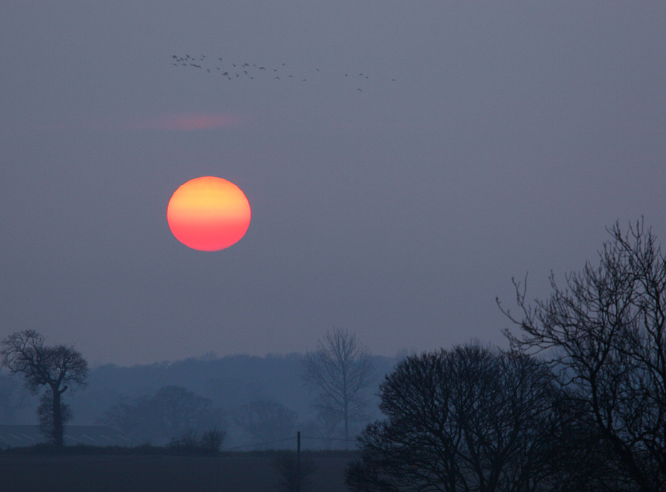 Big Red Sun With Birds